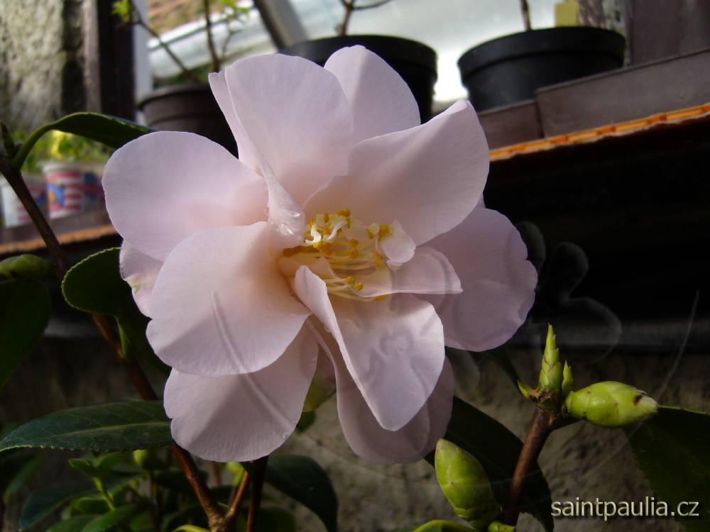 Magnoliaeflora - Hagoromo