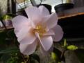 Magnoliaeflora - Hagoromo