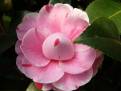 Variegata