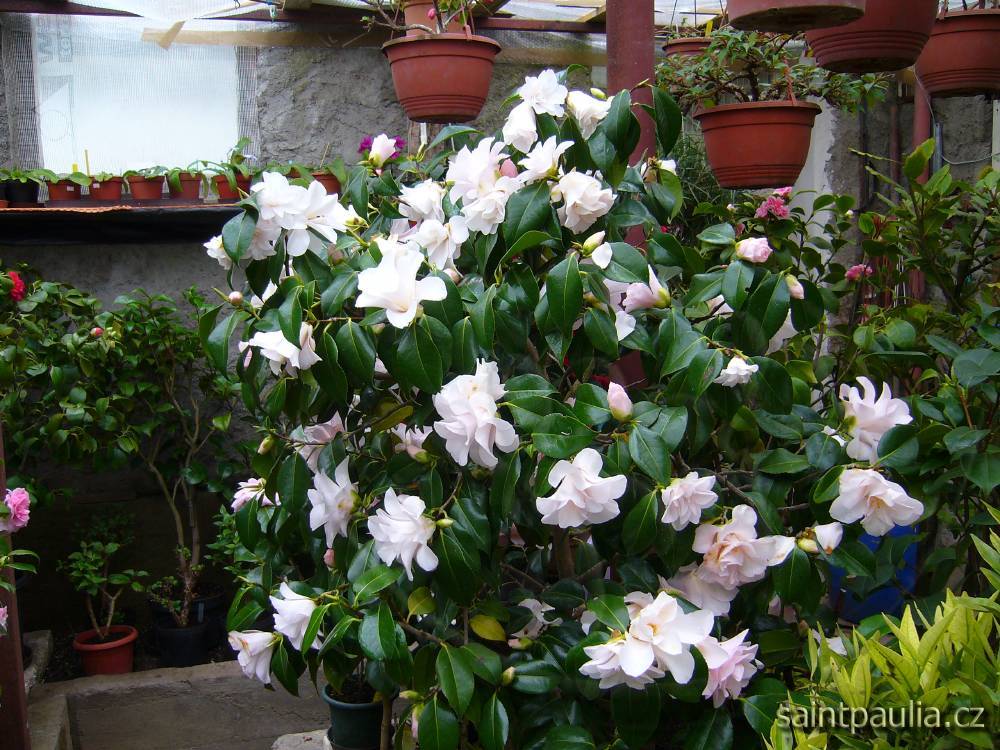 Magnoliaeflora - Hagoromo