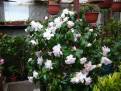 Magnoliaeflora - Hagoromo