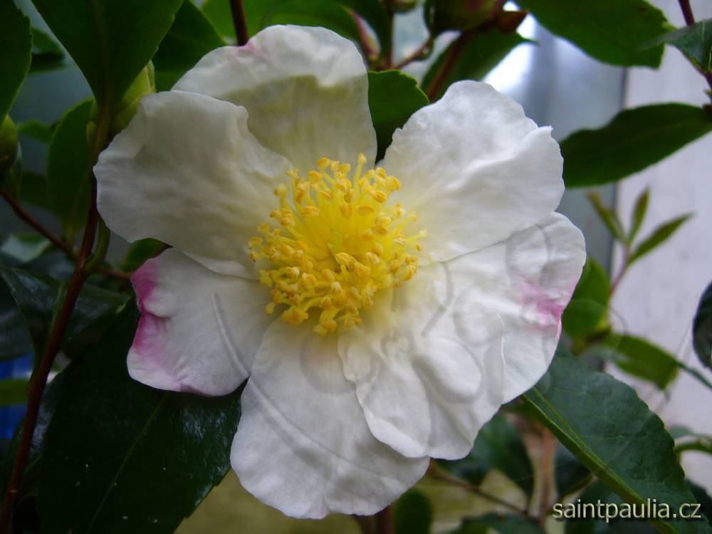 Camellia sasanqua - květ podzim