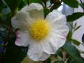 Camellia sasanqua - květ podzim