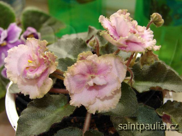 Rob's Antique Rose