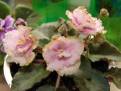 Rob's Antique Rose