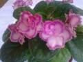 Tomorrow's Pink Ice