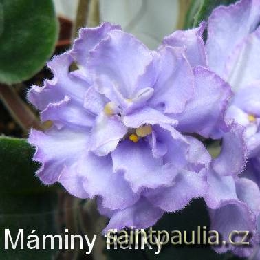 EK-Goluboglazaia Rossiia