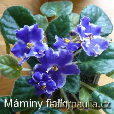 Kostina Fantaziia Sport
