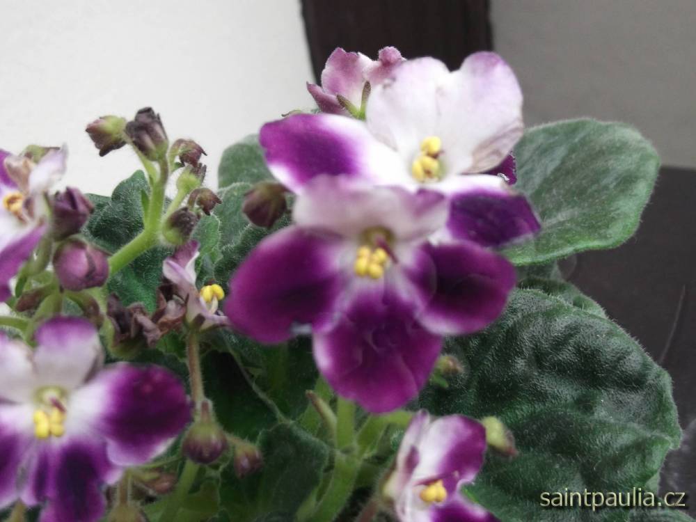 DSCF0031