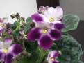 DSCF0031