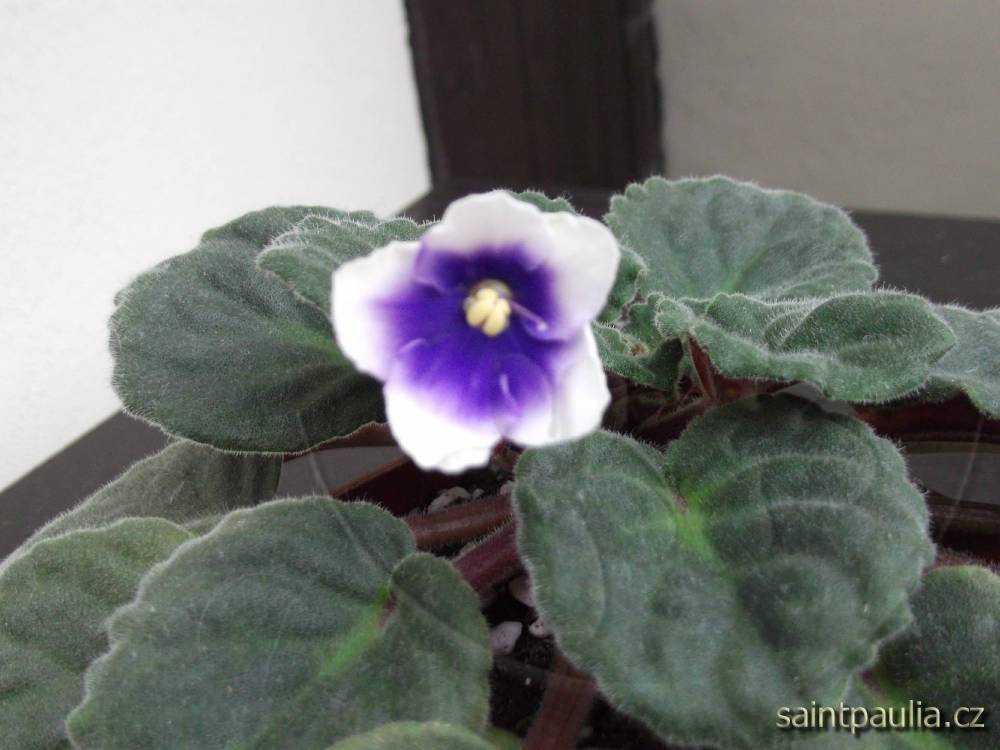 DSCF0034