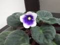 DSCF0034