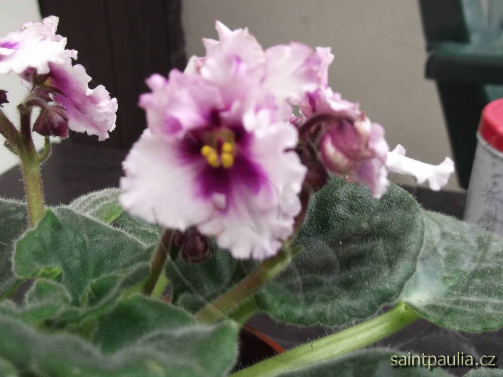 DSCF0035