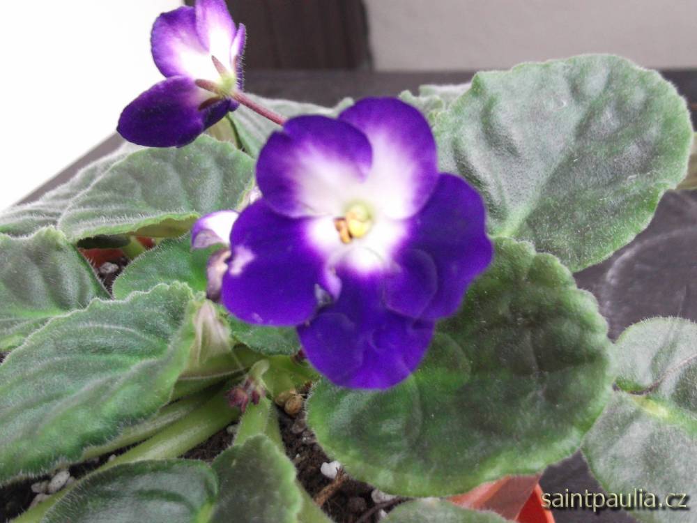 DSCF0036