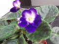 DSCF0036