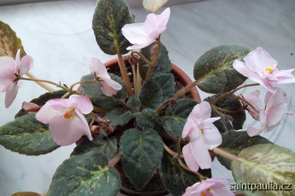 Genetic Blush