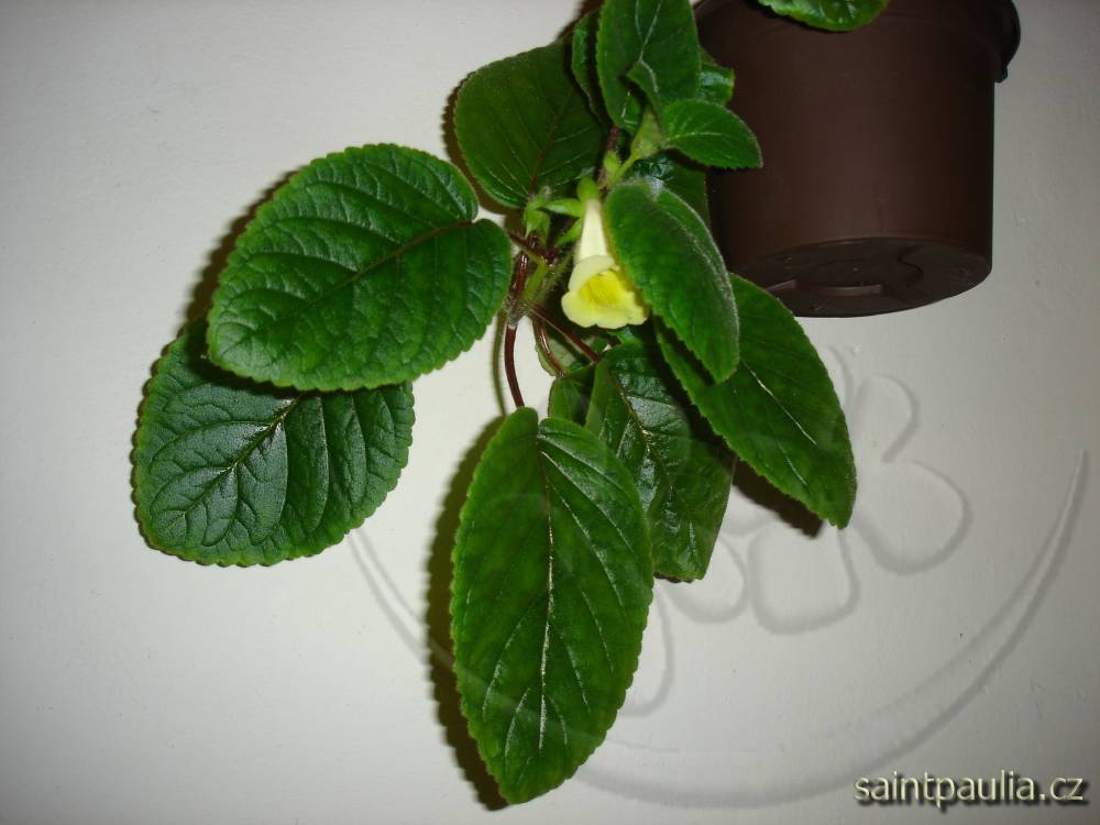 Sinningia conspicua