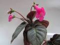 Kohleria amabilis