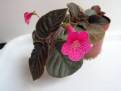 Kohleria amabilis