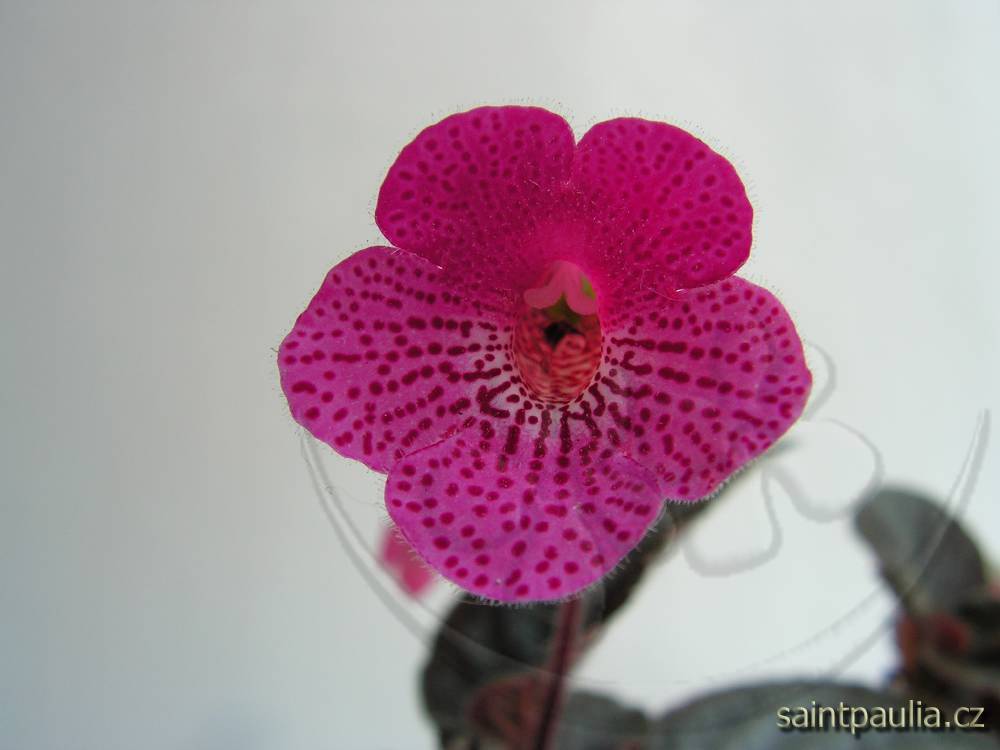 Kohleria amabilis
