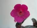Kohleria amabilis
