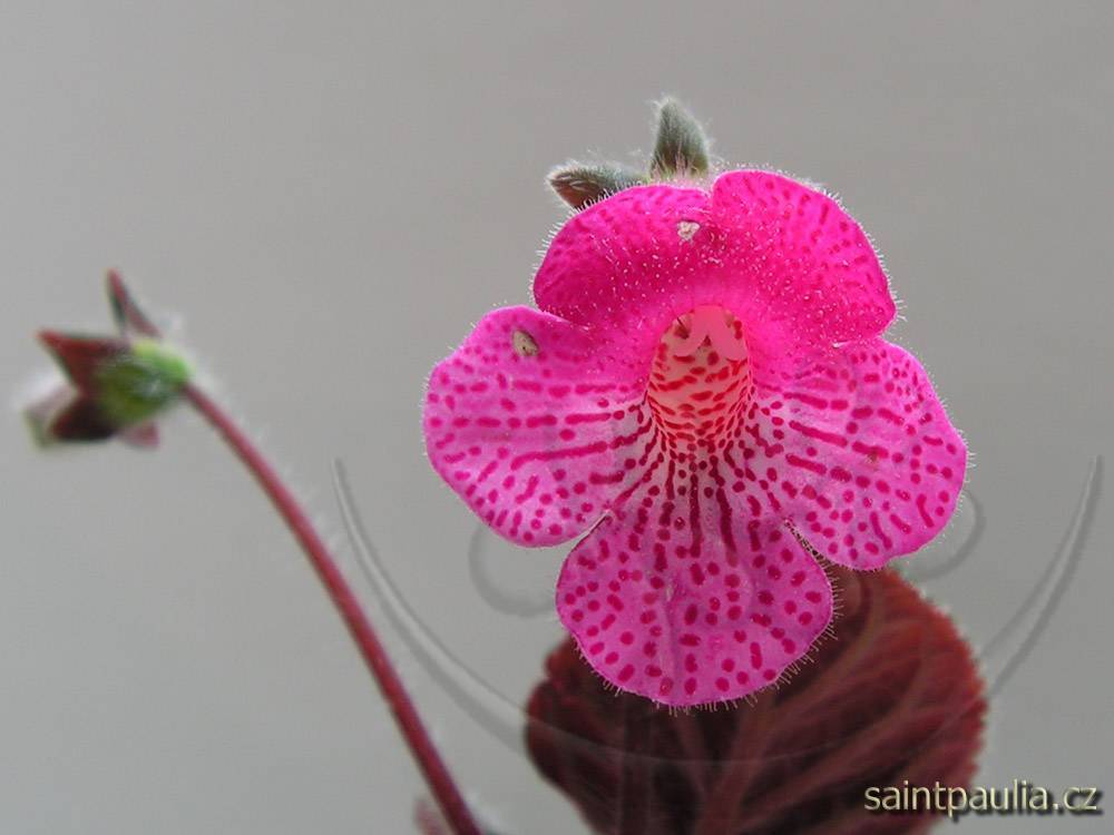 Kohleria amabilis
