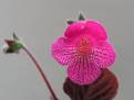 Kohleria amabilis