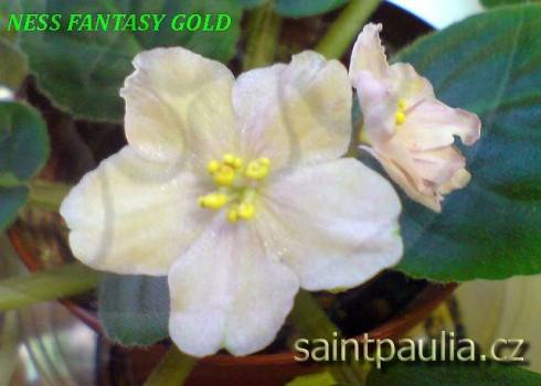 Ness' Fantasy Gold