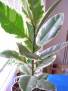 Ficus elastica Tricolor