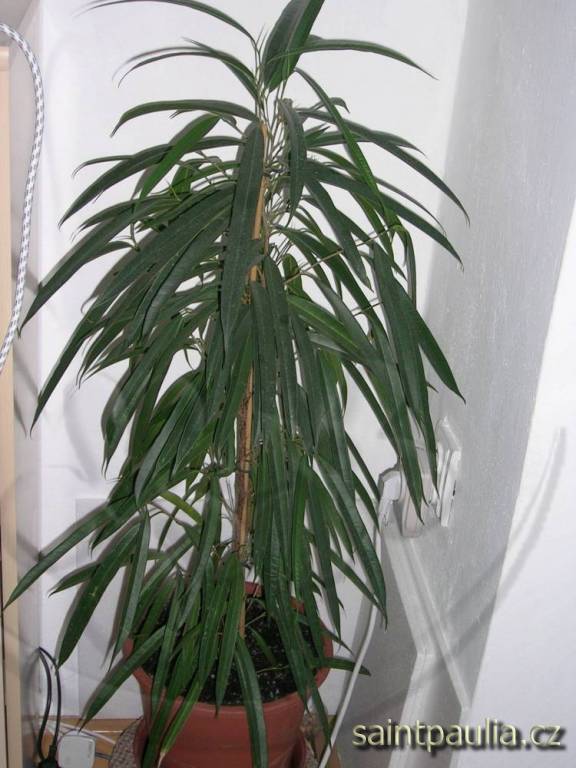 Ficus binnendijkii