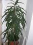 Ficus binnendijkii