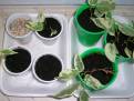 Ficus benjamina Starlight