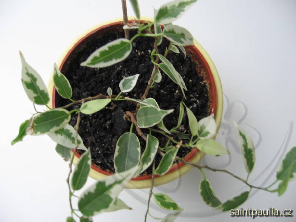 Ficus benjamina Varieagata