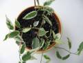 Ficus benjamina Varieagata