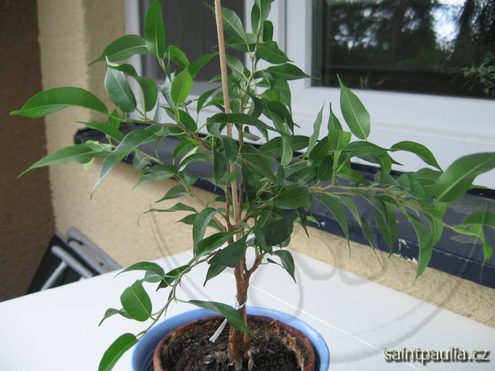 Ficus benjamina