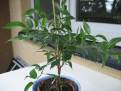 Ficus benjamina