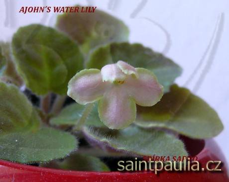 Ajohn's Water Lily