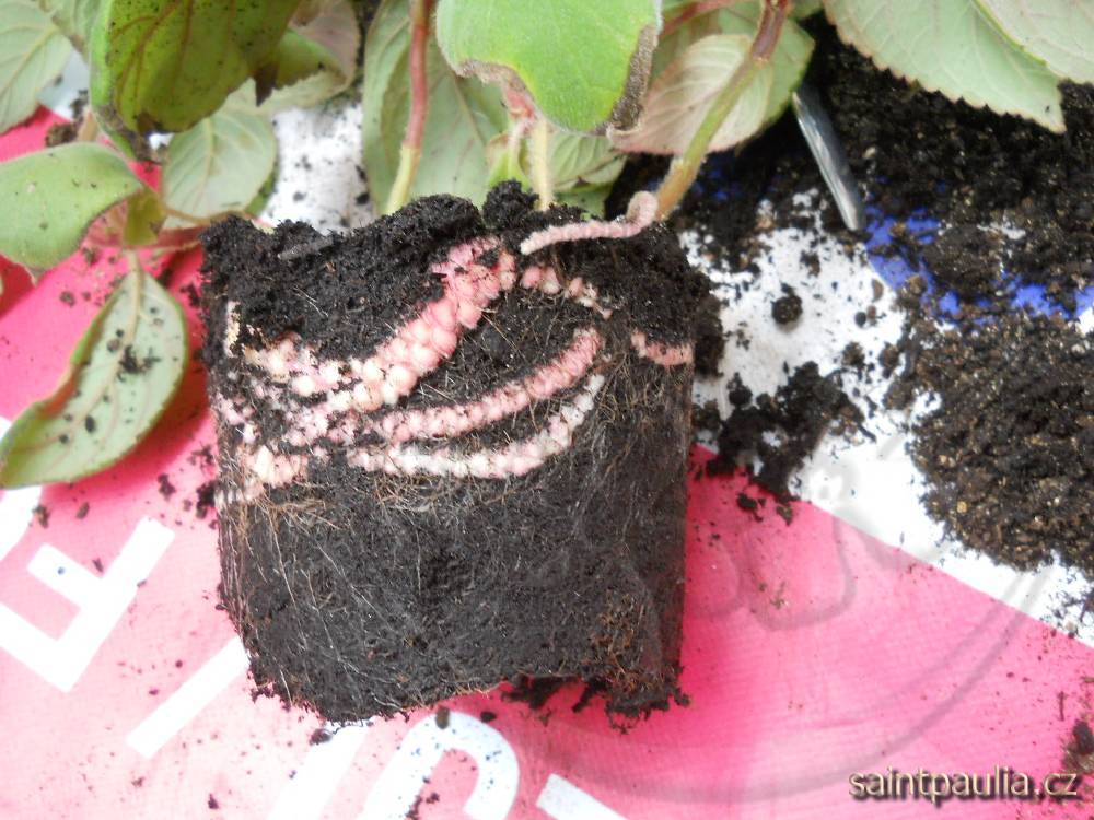 Rhizomy