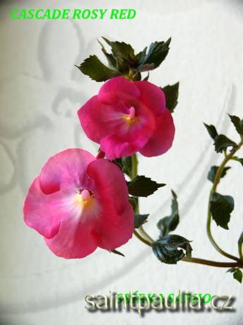 Cascade Rosy Red