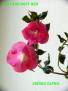 Cascade Rosy Red