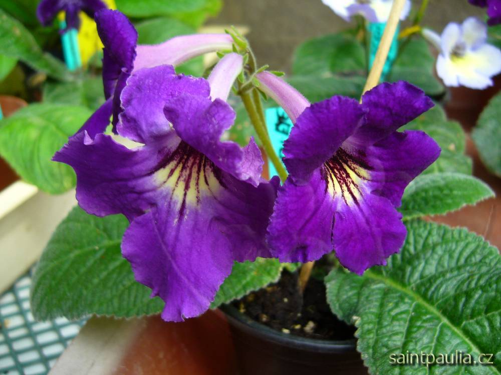 JL-Golden Eye 1105