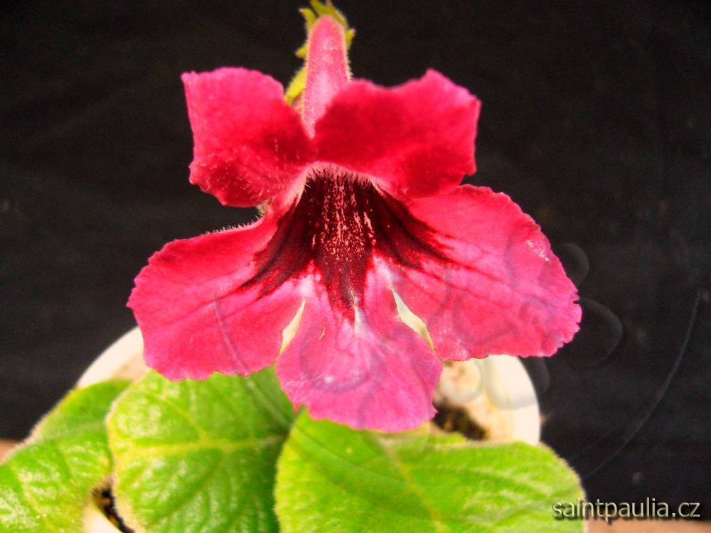 JL-Cranberry Jam 1110