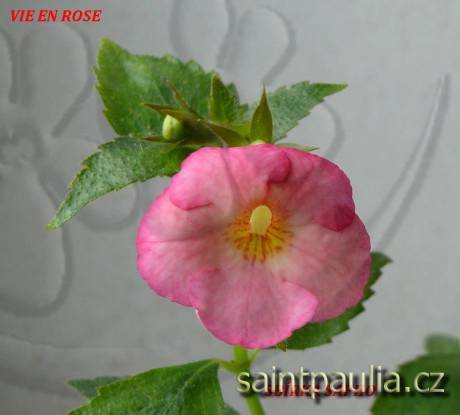 Vie en Rose