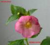 Vie en Rose