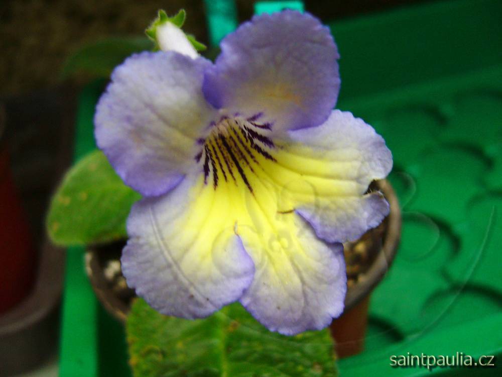 JL-Scent of Lavender 1124