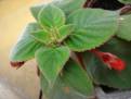 Kohleria eriantha