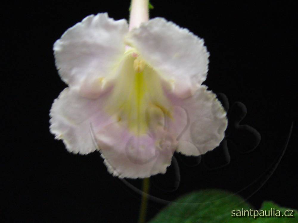 JL-Limonade Moon 1139