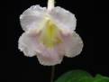 JL-Limonade Moon 1139