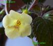 Yellow Beauty