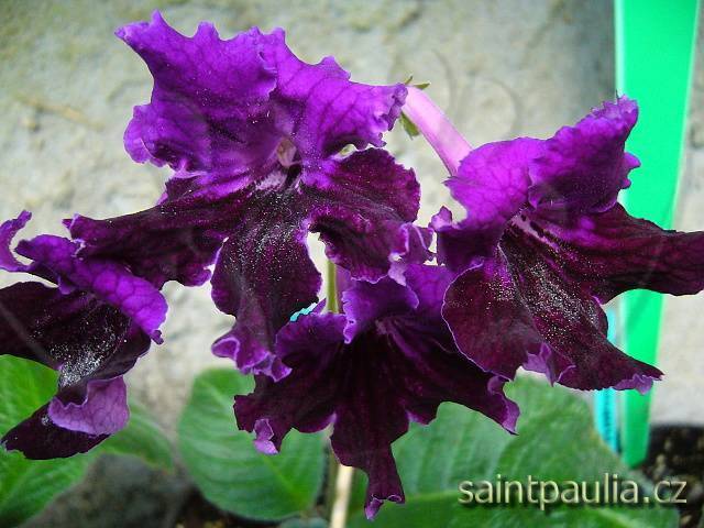 JL-Ultraviolet 1158